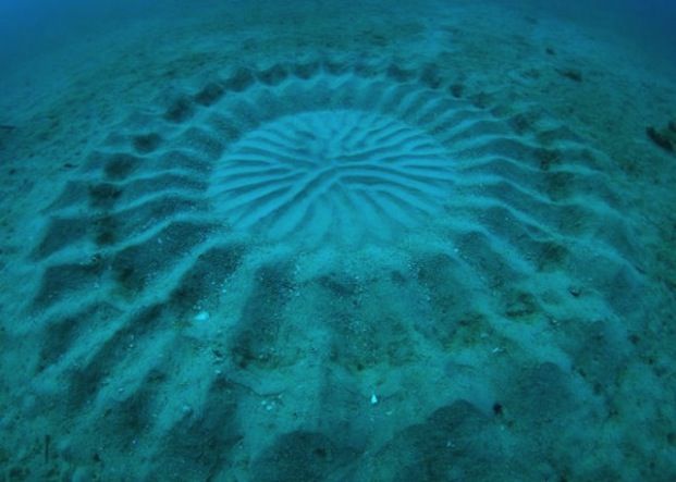 These &quot;mystery circles&quot; are about 7 feet wide and are made by a 5 inch fish. 