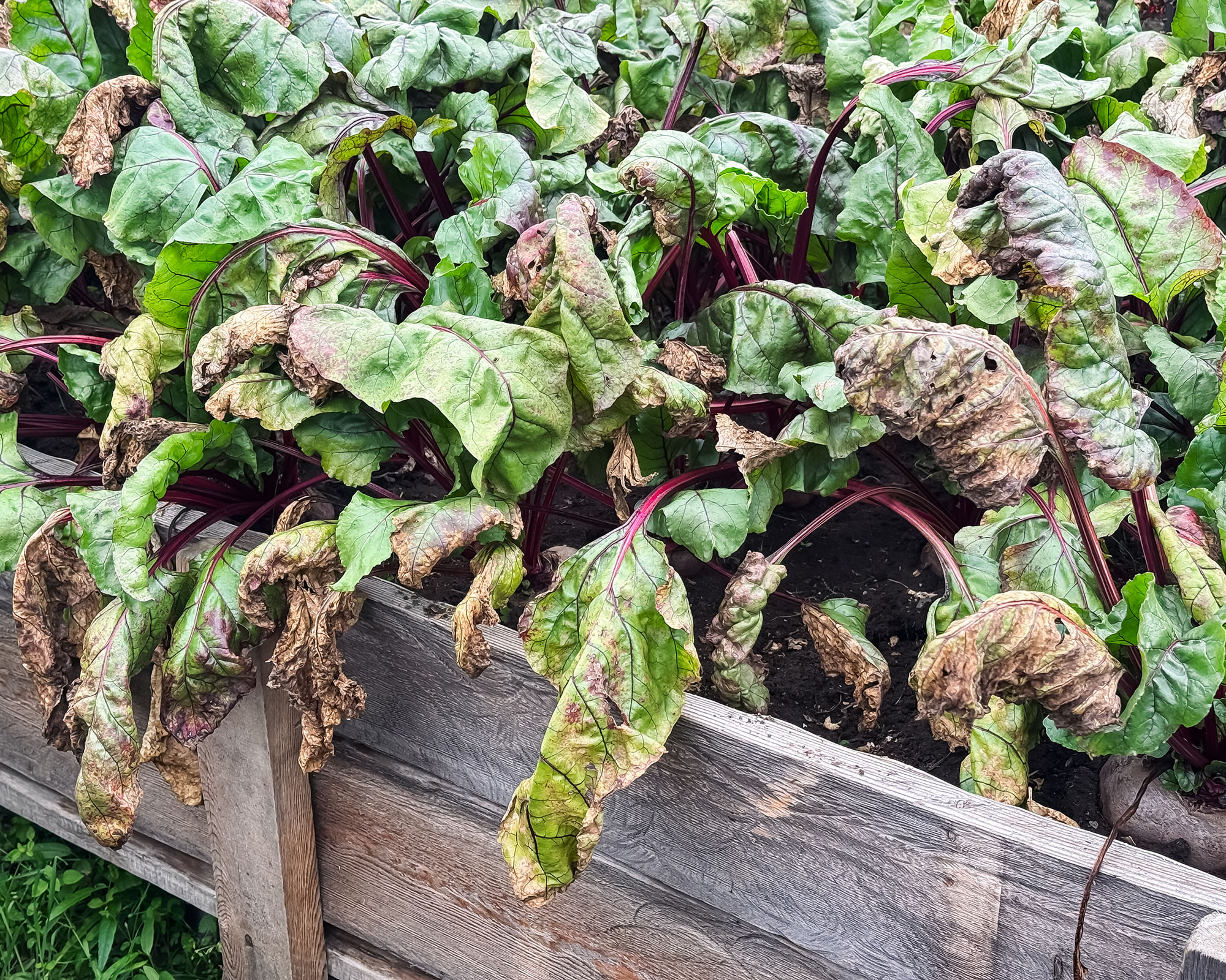 A beet crop with foliage exhibiting signs of disease, including discoloration and spotting, indicating plant health issues.