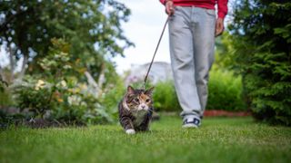 Cat walking on leash