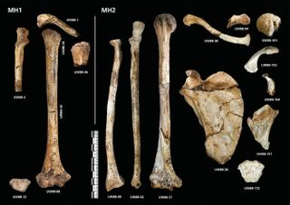 upper limb bones of Au. sediba