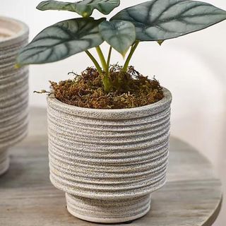 anthropologie ridged plant pot