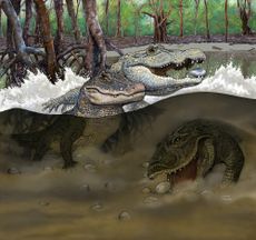 Crocodile illustration