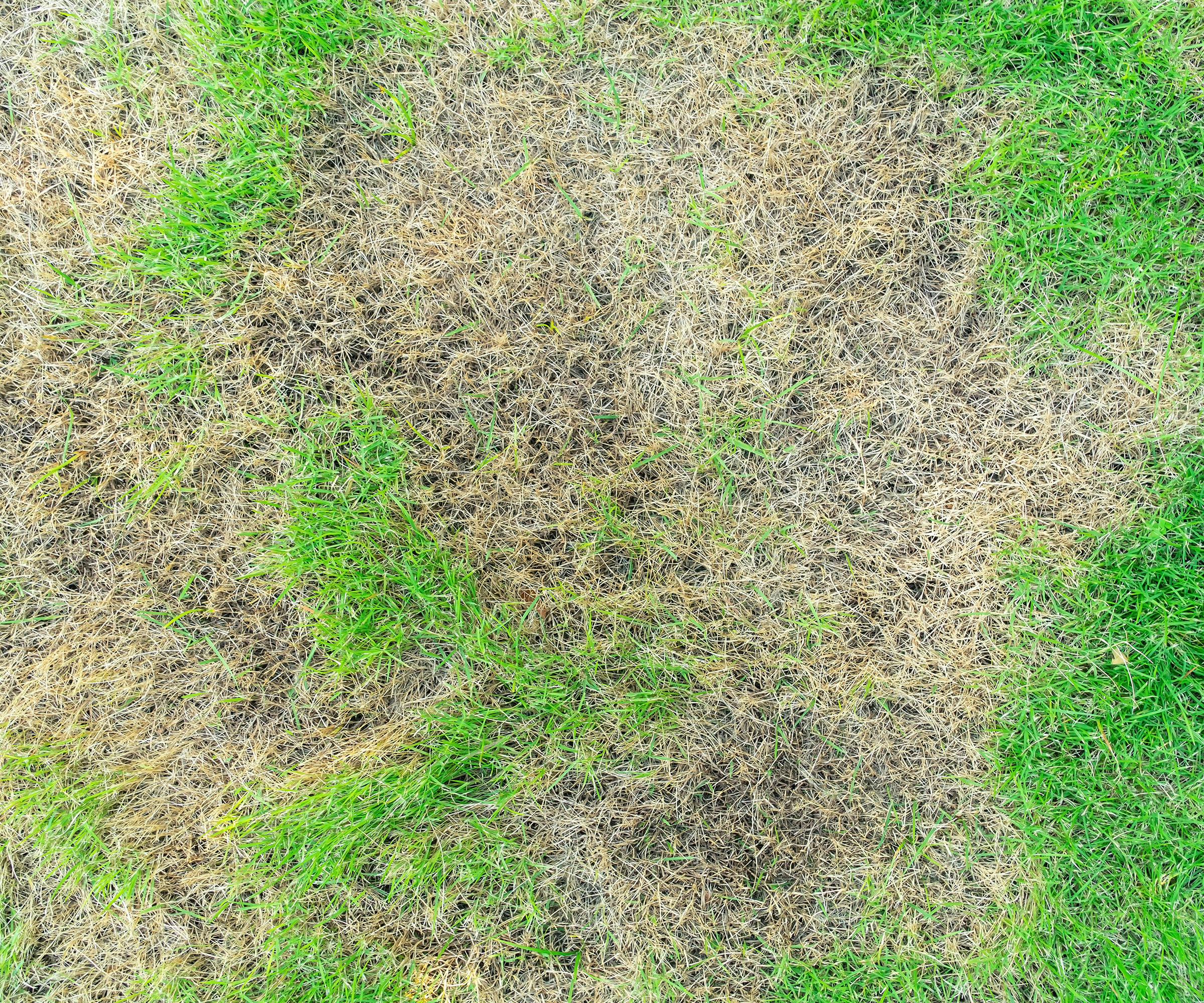 Grass texture, grass background. patchy grass, lawn in bad condition and need maintaining