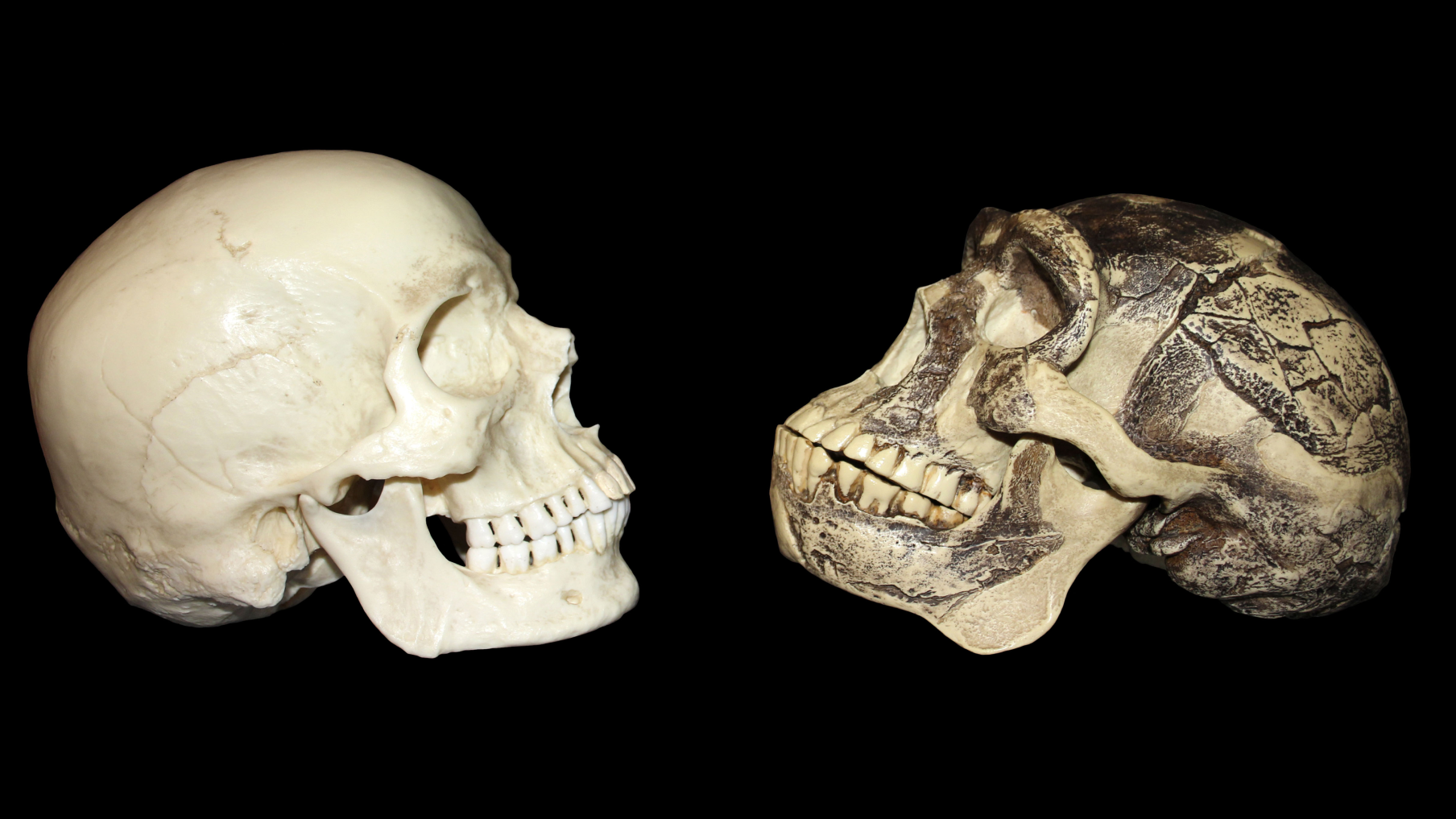 two skulls against a black background -- human on the left and Homo erectus on the right
