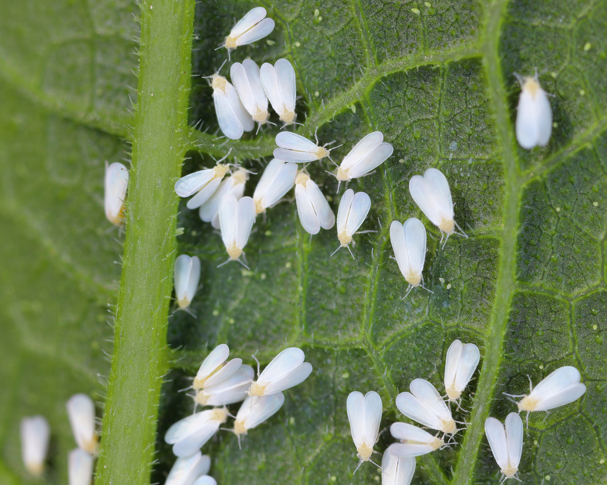 numerous whiteflies on a tomato plant leaf