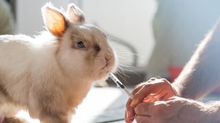 Rabbit having medicine from syringe