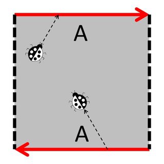 A 2-D bug wandering in the 2-D surface of a Mobius strip. Notice how the bug is flipped over after making its way around the map. Since there is no distinction between right- and left-handed bugs, the surface is non-orientable. The bug is not allowed to walk over the dotted edges.