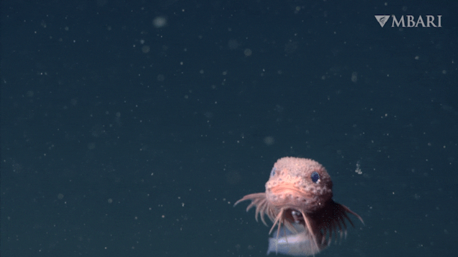 Bumpy snailfish photographed in the deep sea. It has a distinctive pink color, pectoral fins with long fin rays, and a unique bumpy texture. 