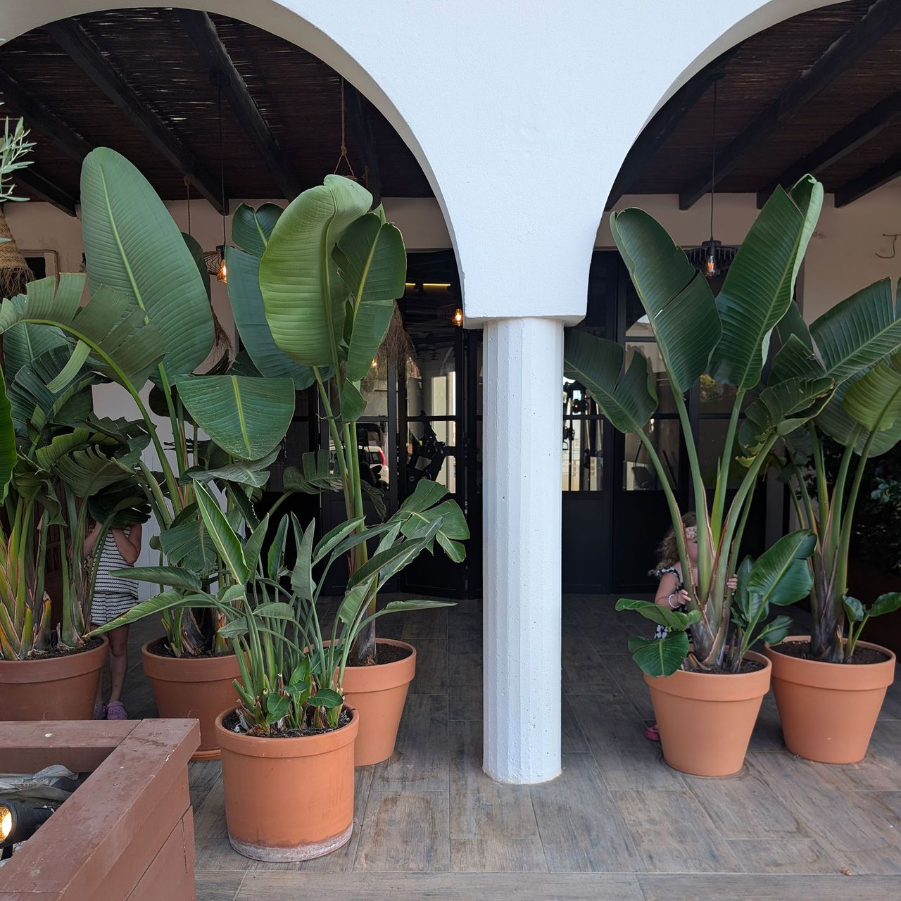 Collection of large leafy banana plants in large terracotta plants
