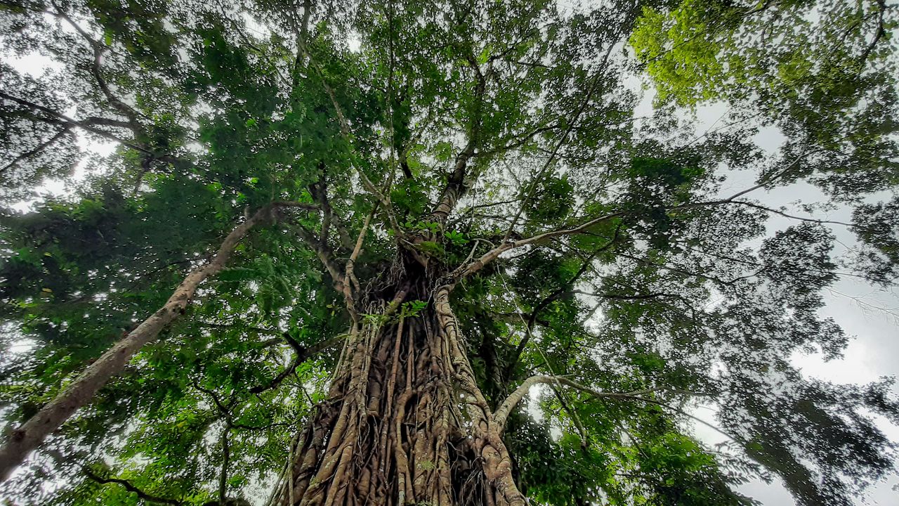 Banyan tree.