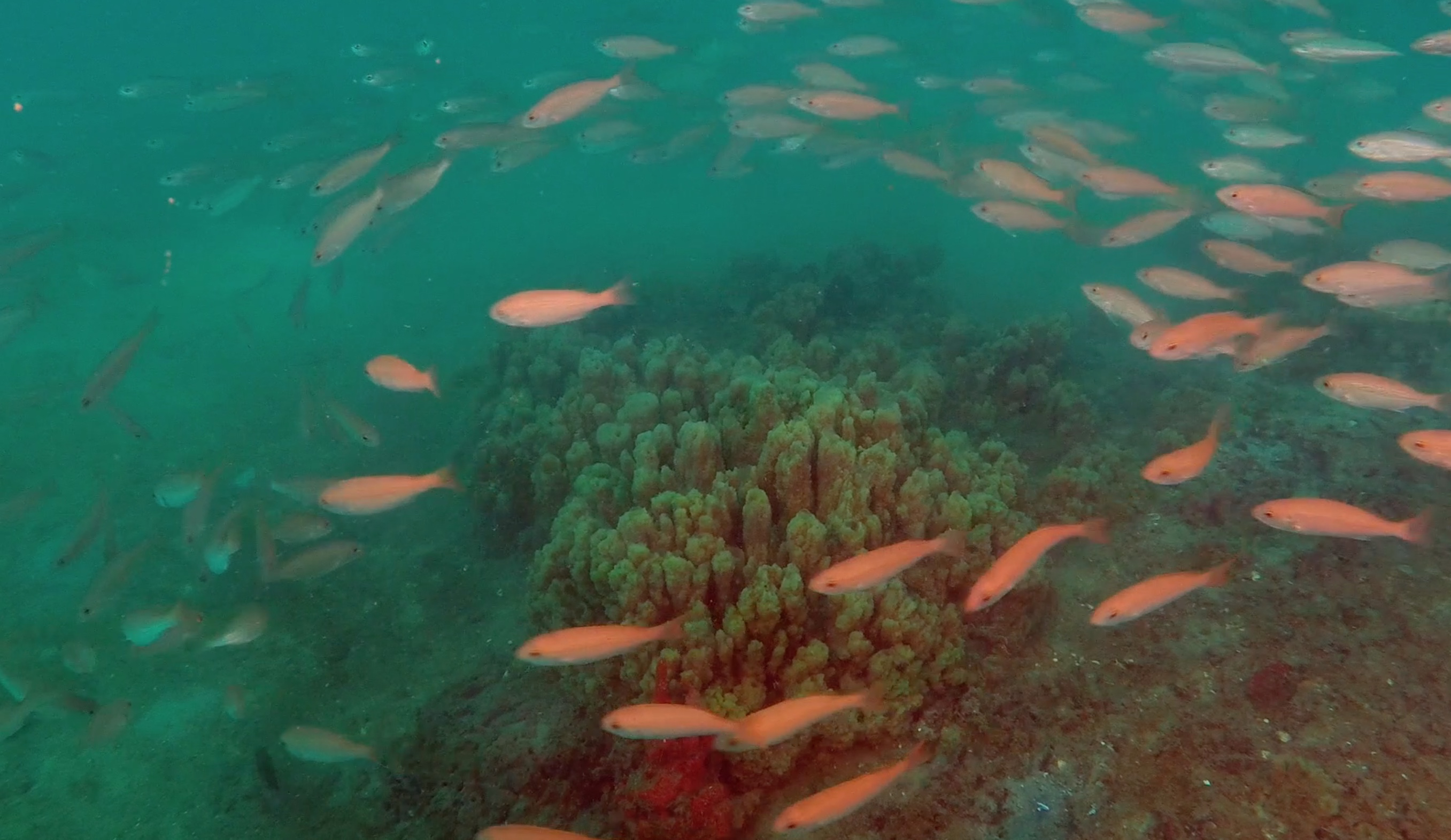 Primeval Underwater Forest