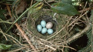 Cuckoo egg in a bird's nest