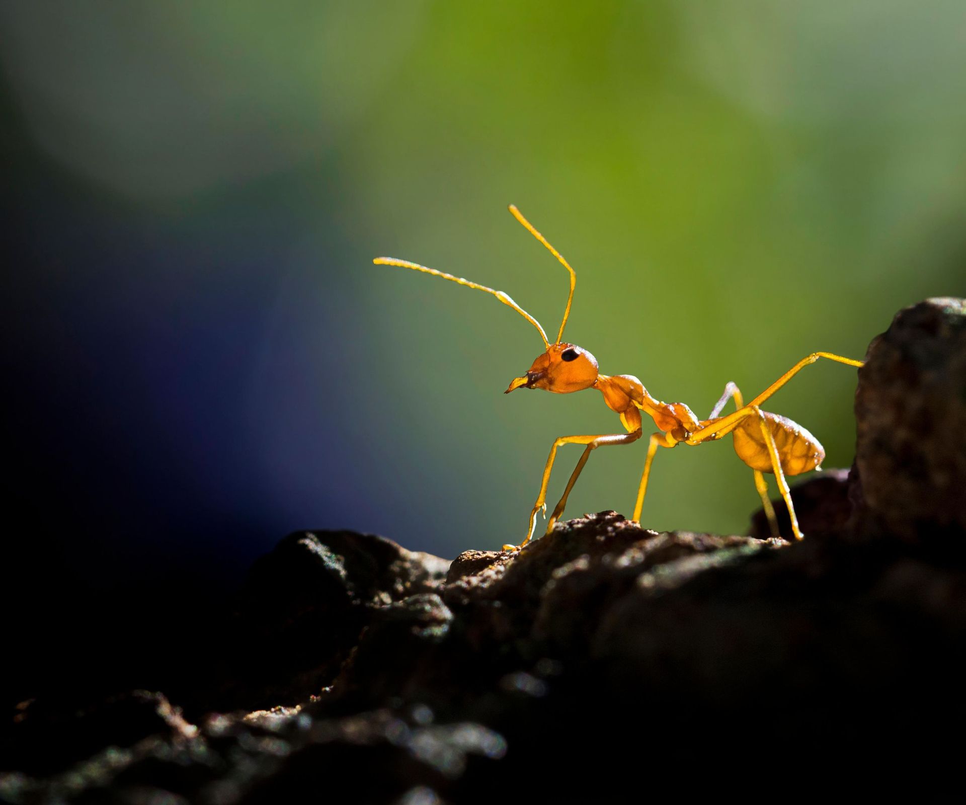 How to kill red ants easy methods for your home and garden