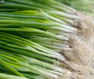 Bunches of harvested green onions