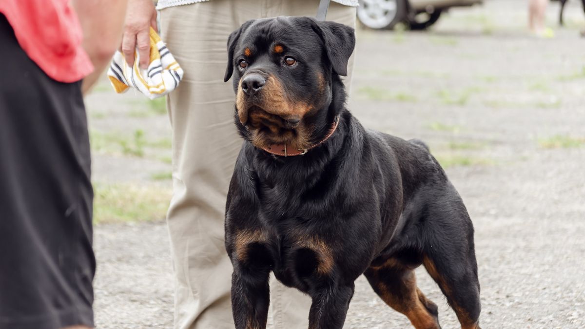 Nervous Rottweiler being taken for a walk