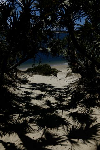 Beach shaded by palms