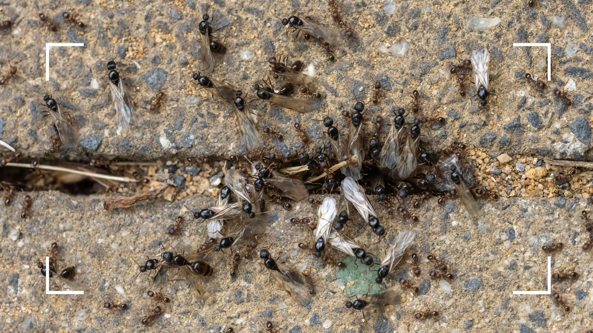  picture of flying ants leaving nest for nuptial flight