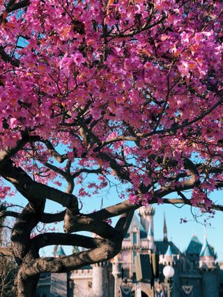 Cherry blossom tree in Disneyland with Sleeping Beauty's Castle in background