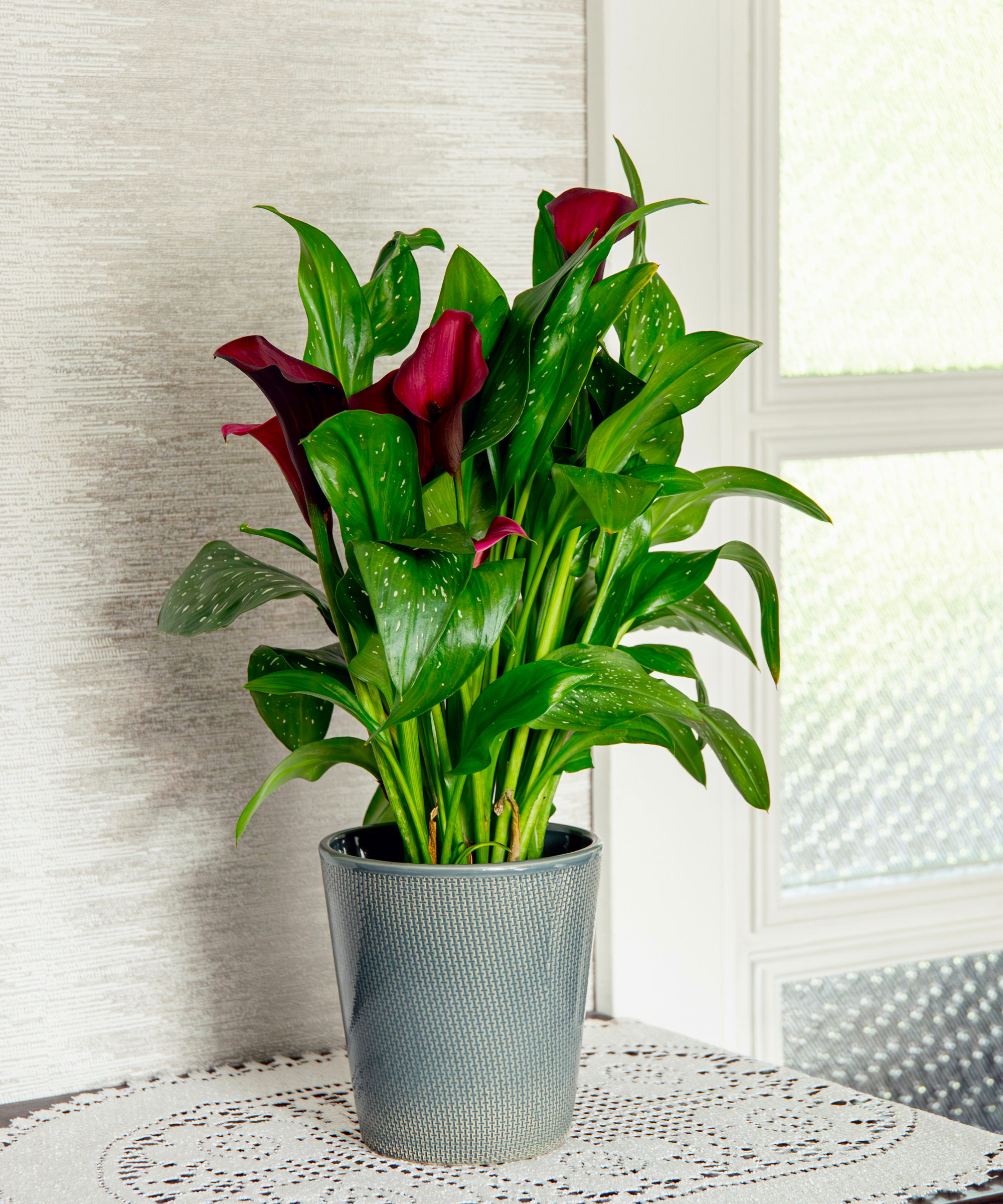 calla lily houseplant on a table near a window
