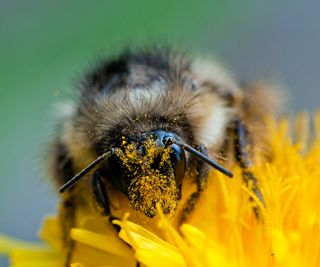 Bee with pollen on face sits atop yellow flower