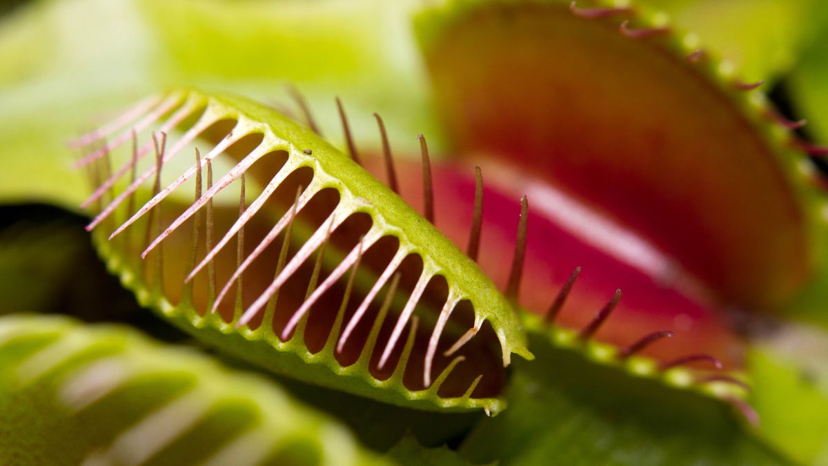 Venus Flytrap