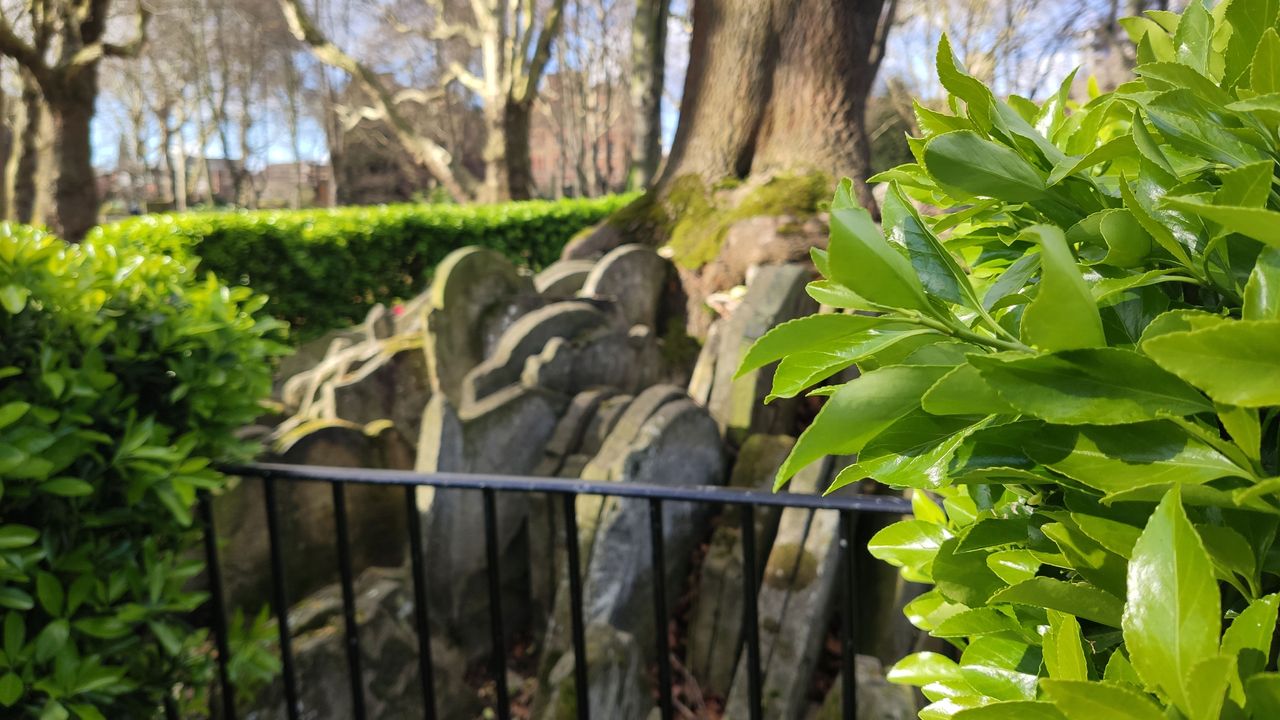 Focused on the leaves. (Image credit: TechRadar)