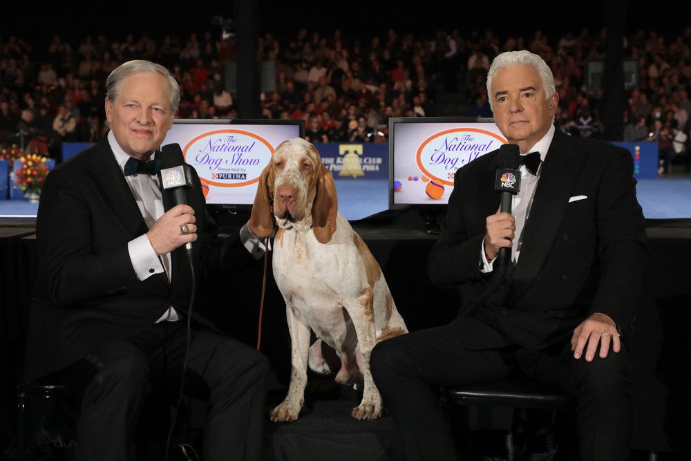 Bracco Italiano, one of three new dog breeds featured at the National Dog Show 2022