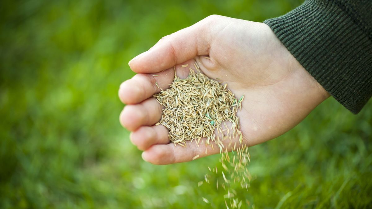 A hand dropping grass seed onto the ground