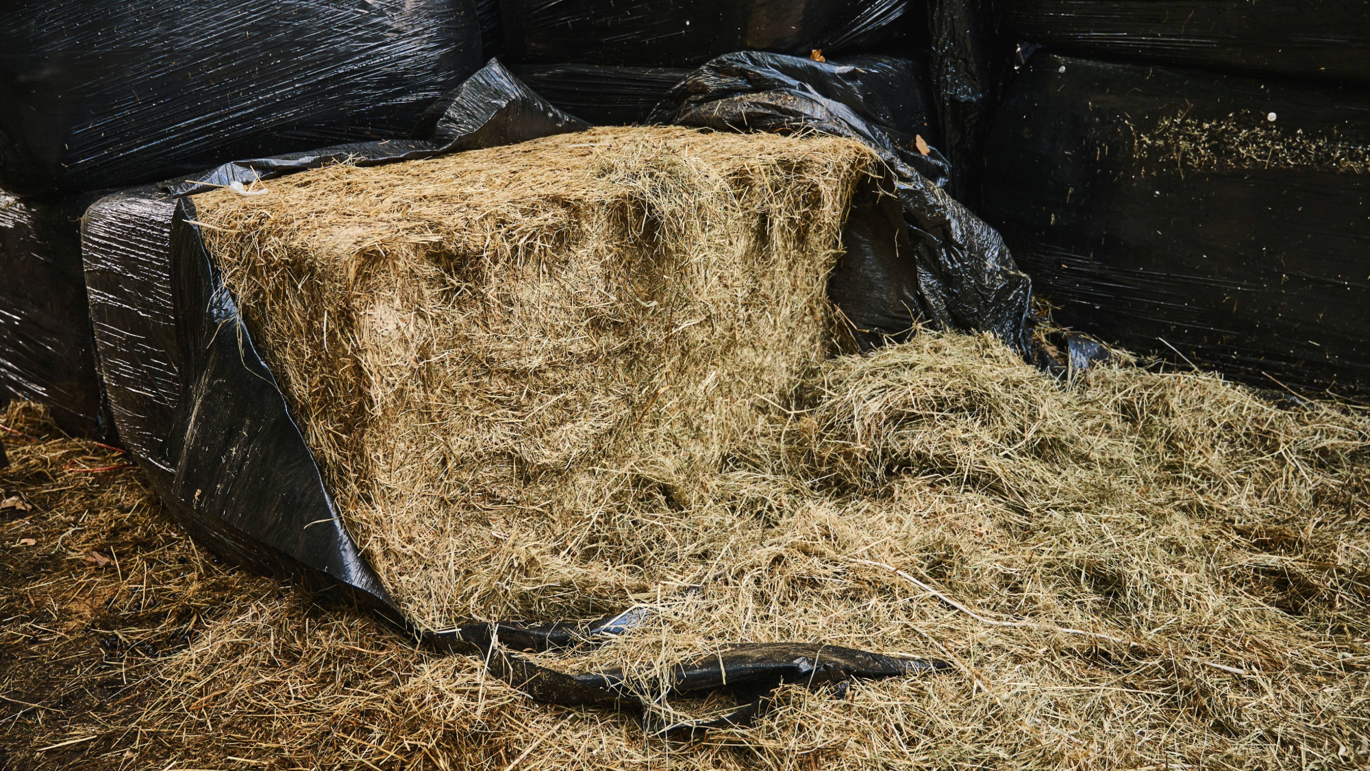 large rectangular bale of haylage with black plastic wrapping, open and half used