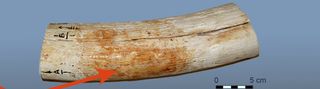 mammoth tusk weathered in salt water
