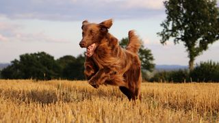 A dog joyfully runs through a field