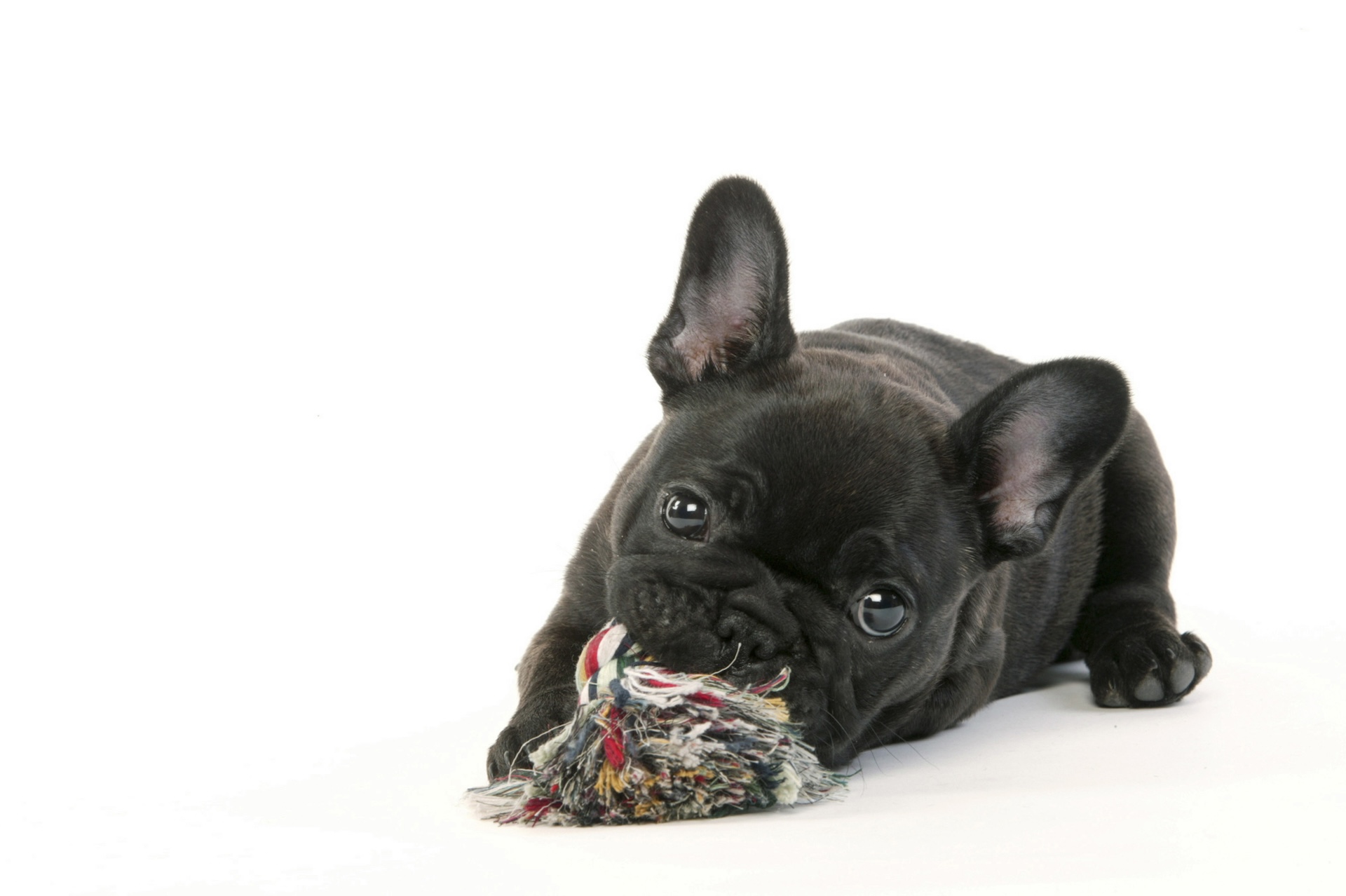 French Bulldog puppy with a toy