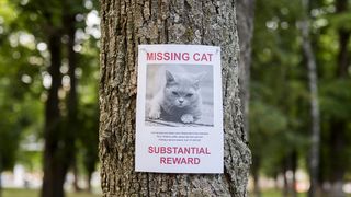 From social media posts to searching your property, here's how to find a lost cat