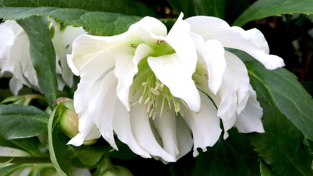 white Hellebore &#039;Harvington&#039;