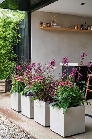 concrete planters in a row with colorful flowers