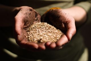 person holding a handful of seeds