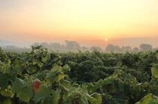 Chapel Down wine, english wine