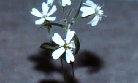 These flowers grew from ancient fruit preserved in the frozen burrow of a Siberian squirrel.