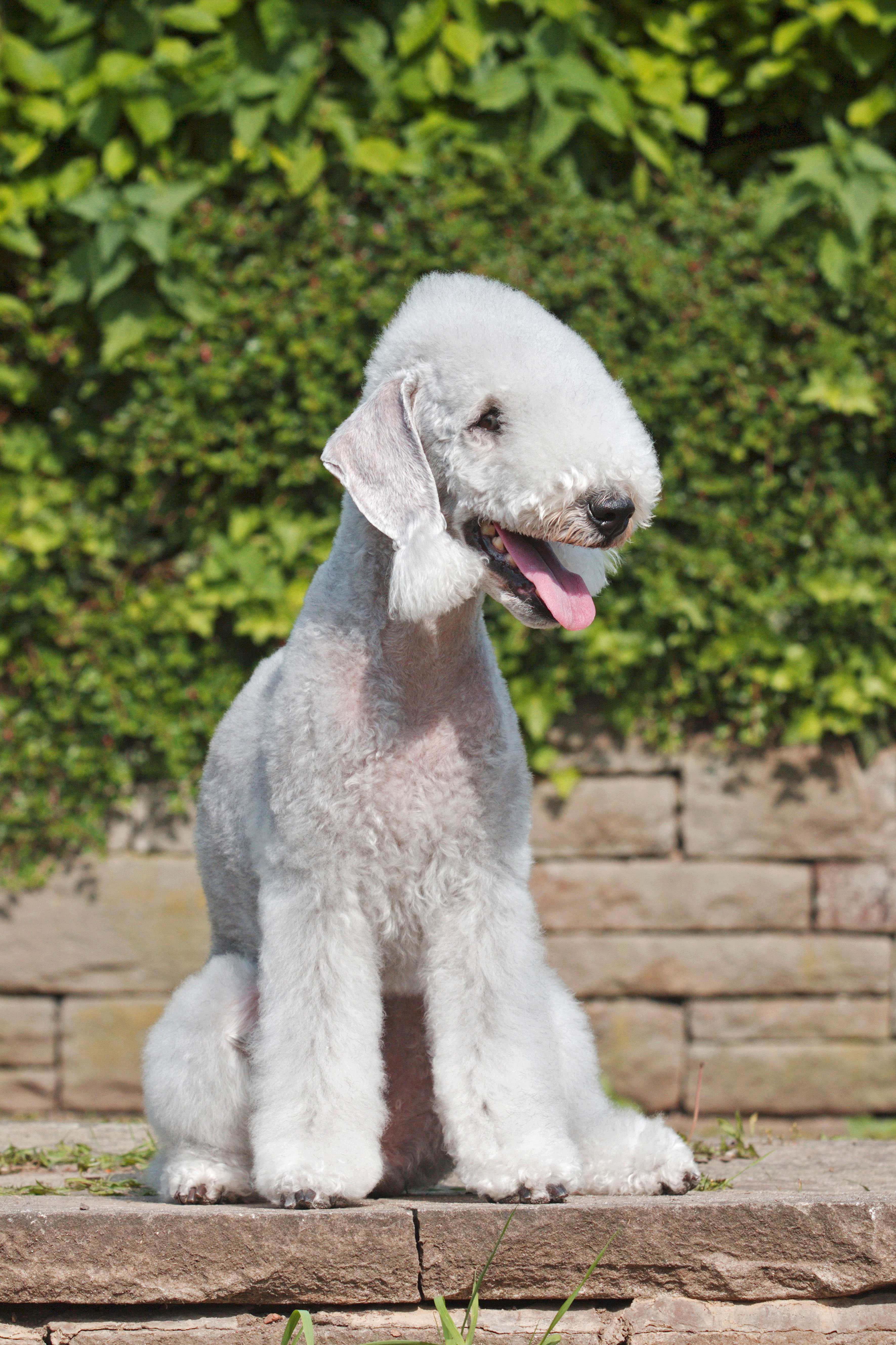 A Bedlington Terrier sits on stone steps in front of a leafy green hedge, tongue out and ears relaxed.