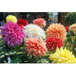 Assorted Dahlias