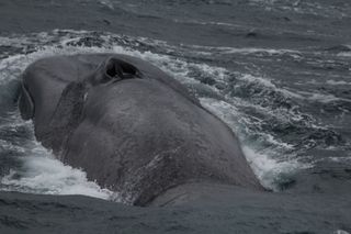 The blow hole of an Antarctic blue whale.