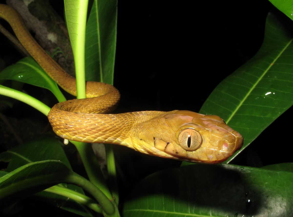 The brown tree snake, which is nocturnal, was accidentally introduced to Guam in the late 1940s or early 1950s.