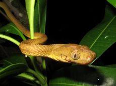 The brown tree snake, which is nocturnal, was accidentally introduced to Guam in the late 1940s or early 1950s.