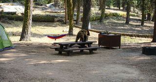 A bear on a picnic table in a campsite