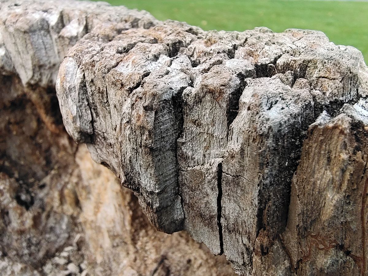 The Vivo X51 5G doesn&rsquo;t have a dedicated macro camera, but the ultra-wide does a fair job of it.