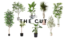 The Cut large houseplants v2