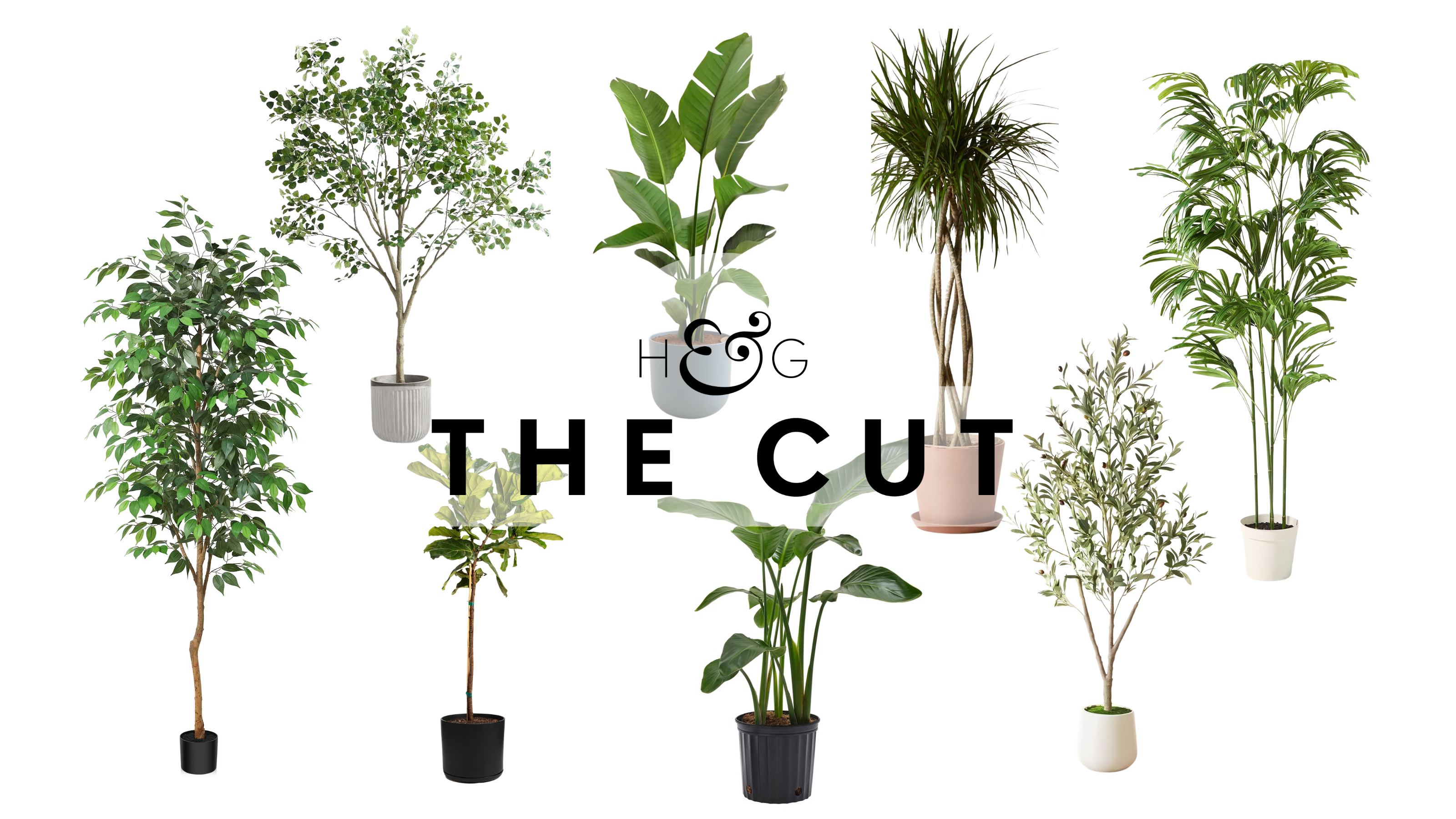The Cut large houseplants v2