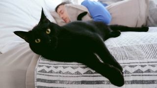 Sheba's relaxation video, 4am Stories, looks to help owners woken up by their feline friend. 