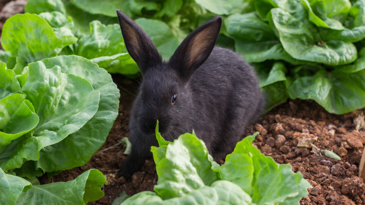 A bunny rabbit sitting in a bed of lettuces