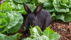 A bunny rabbit sitting in a bed of lettuces